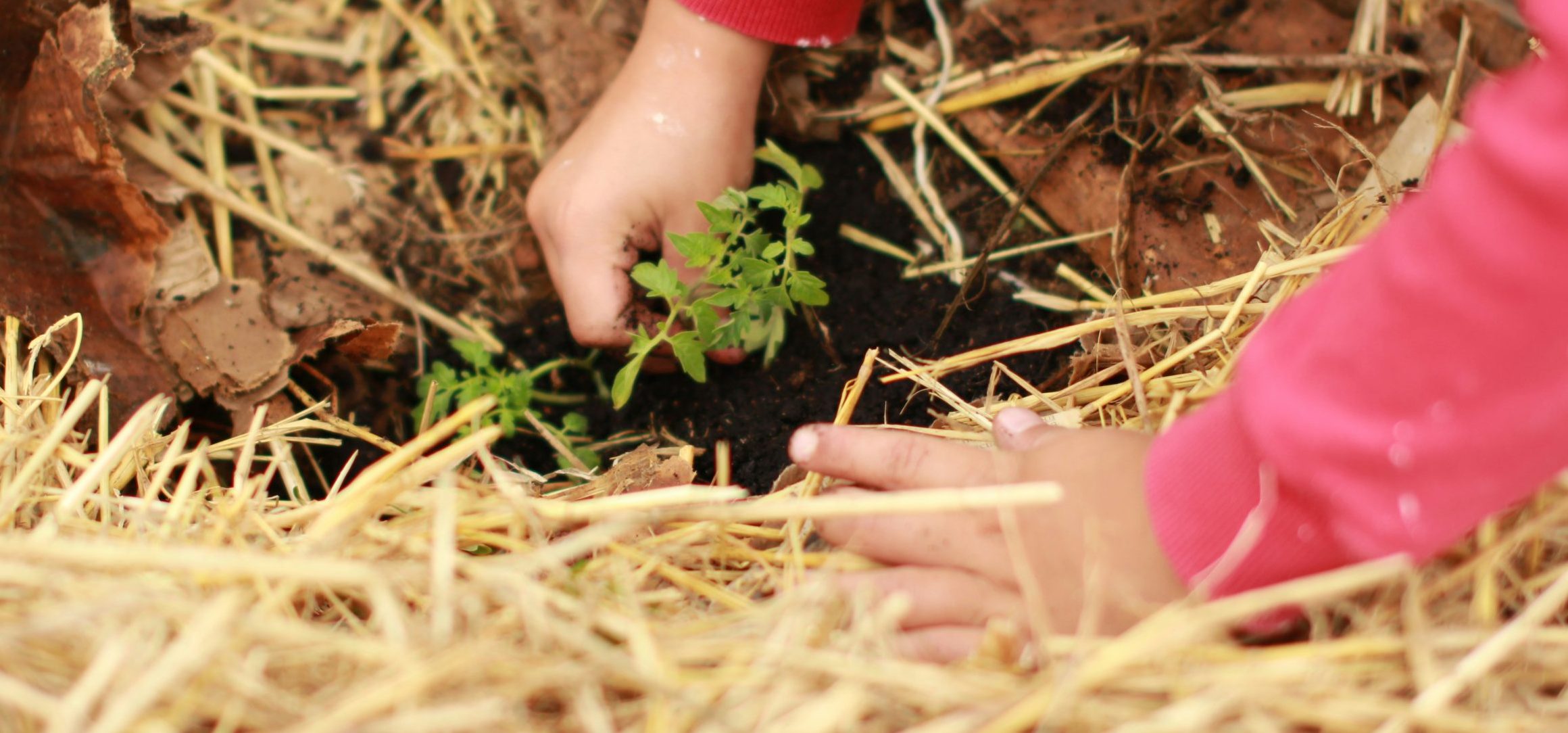 UbD Gardening